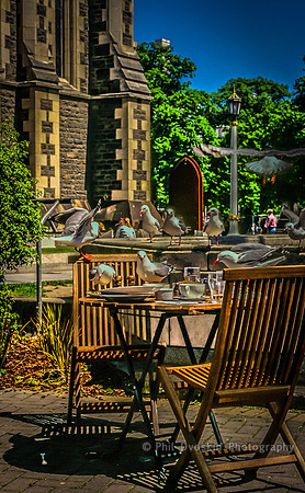 Pigeon buffet, Christchurch, New Zealand