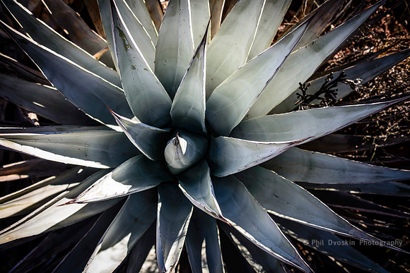 Young Century Plant