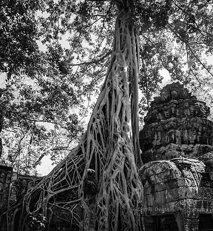 A tree grows in the temple