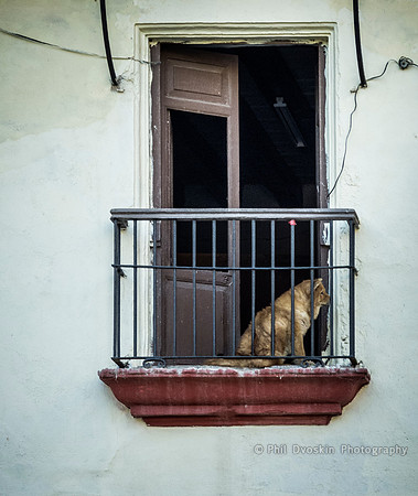 Dogged View
