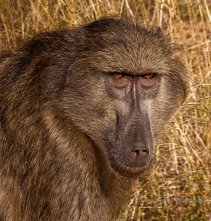 You looking at me?