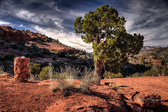 Tree on the Trail