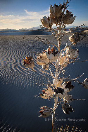 Flower in White Sands, New Mexico