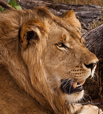 Lion's head
