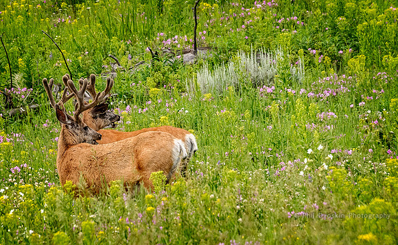 Pronghorns on alert