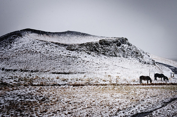Grazing in Iceland