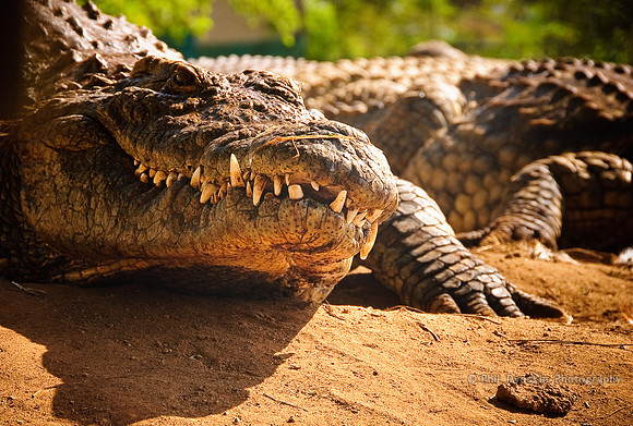 Dental work is a croc