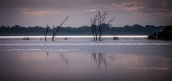 Amazon river tree line