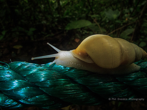 Wolf Snail Costa Rica
