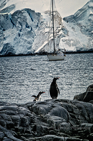 Curious penguin