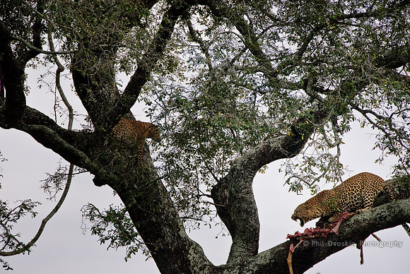 Cats in a tree
