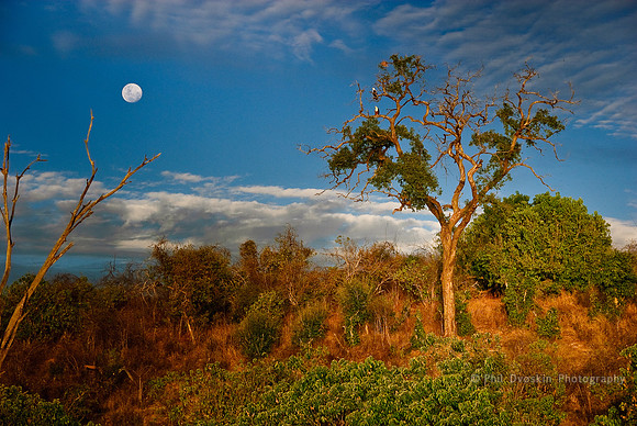 Eagles roost along the Zambezi River
