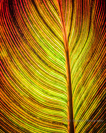 Fern